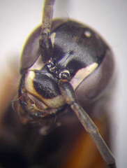 Cryptocheilus variabilis