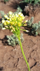 Bulbine capitata