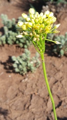 Bulbine capitata