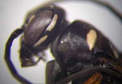 Cryptocheilus variabilis