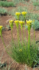 Bulbine capitata
