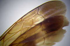 Cryptocheilus variabilis