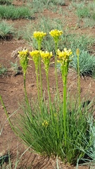 Bulbine capitata