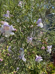 Eremophila polyclada