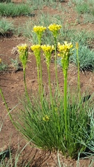 Bulbine capitata