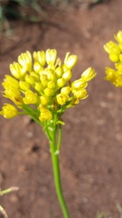 Bulbine capitata