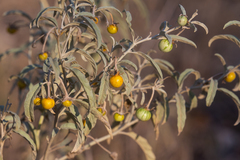 Solanum chippendalei