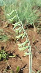 Dipcadi marlothii