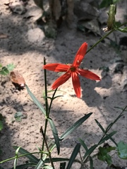 Silene subciliata