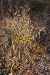 Solanum chippendalei