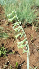 Dipcadi marlothii