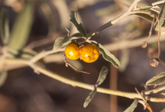 Solanum chippendalei