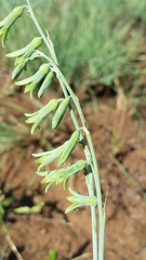 Dipcadi marlothii