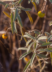 Solanum chippendalei