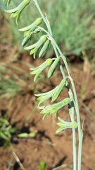 Dipcadi marlothii