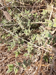 Nepeta curviflora