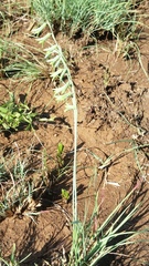 Dipcadi marlothii