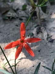 Silene subciliata