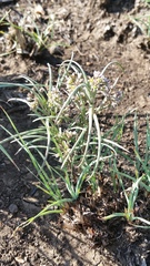 Stenostelma umbelluliferum