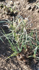 Stenostelma umbelluliferum