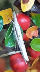 Ypsolopha mucronella