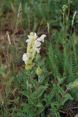 Scutellaria supina