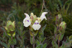 Scutellaria supina