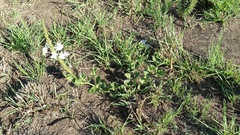 Chascanum hederaceum