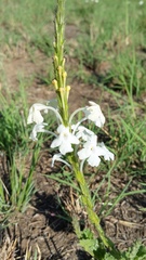 Chascanum hederaceum