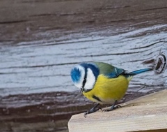 Cyanistes caeruleus
