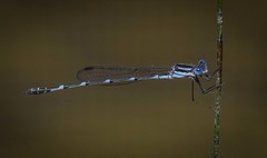 Austrolestes minjerriba