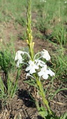 Chascanum hederaceum