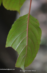 Hymenodictyon obovatum