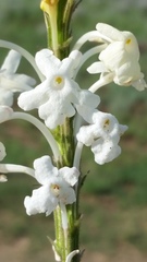 Chascanum hederaceum