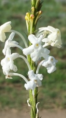 Chascanum hederaceum