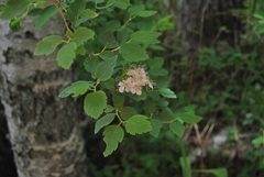 Spiraea chamaedryfolia
