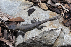 Ninurta coeruleopunctatus