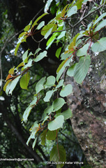 Hymenodictyon obovatum