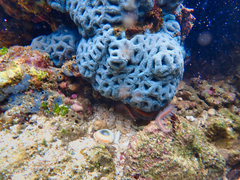 Anthozoa