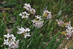 Diarthron altaica