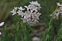 Diarthron altaica