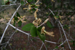 Androstachys johnsonii