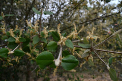 Androstachys johnsonii