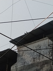 Columba livia domestica