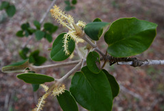Androstachys johnsonii