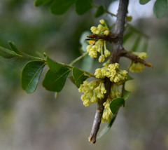 Haplocoelum foliolosum