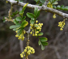 Haplocoelum foliolosum