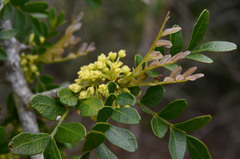 Haplocoelum foliolosum