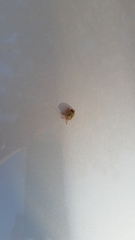 Palomena prasina