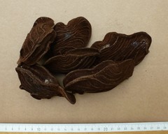 Anthonotha crassifolia